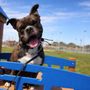 Photo of Affective Canines