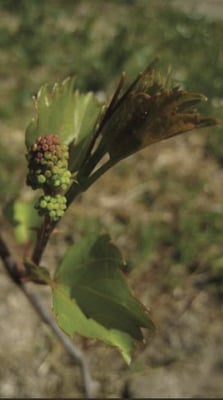 Truett Hurst Winery by null