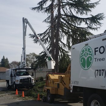 Forest Tree Services - Forest Tree Services, Santa Rosa, Tree removal, Tree trimming, Certified Arborist - Tree Services Near Me - Santa Rosa, California Forest Tree Services - Forest Tree Services, Santa Rosa, Tree removal, Tree trimming, Certified Arborist - Tree Services Near Me - Santa Rosa, California