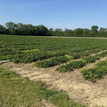 Spencer Farm - Pick Your Own Farms Near Me - Noblesville, Indiana Spencer Farm - Pick Your Own Farms Near Me - Noblesville, Indiana