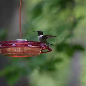 French Creek State Park - male Ruby throated hummingbird at campground - Parks Near Me - Elverson, Pennsylvania