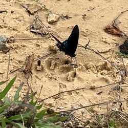 Loyston Point Campground - Butterfly