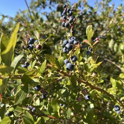 Bill’s Bees and Blueberries