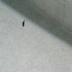 AmericInn by Wyndham Wetmore Munising - Massive cricket in bottom of hot tub + large, dead, tan/yellow insect on pool deck.