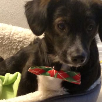 Tempe Feed - Chip - Pet Stores Near Me - Tempe, Arizona