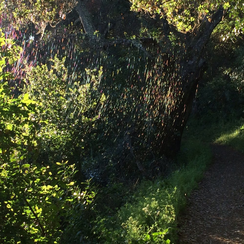 Black Mountain Trail - An elaborate web caught my eye reflecting the light - Hiking Near Me - Los Altos, California Black Mountain Trail - An elaborate web caught my eye reflecting the light - Hiking Near Me - Los Altos, California