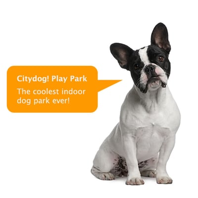 Citydog! Club by null