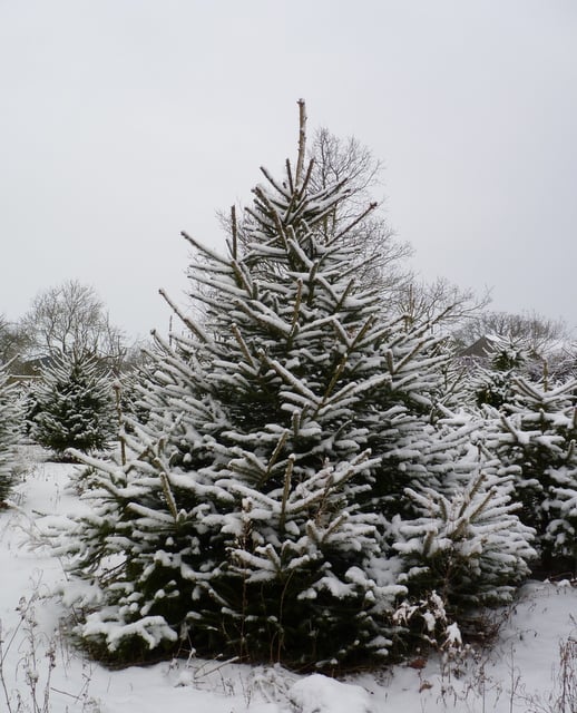 PINEWOOD CHRISTMAS TREE PLANTATION Updated March 2024 Rectory Lane