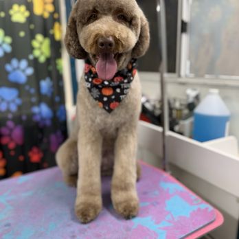 Rainbow Pawz - Pet Groomers Near Me Rainbow Pawz - Pet Groomers Near Me