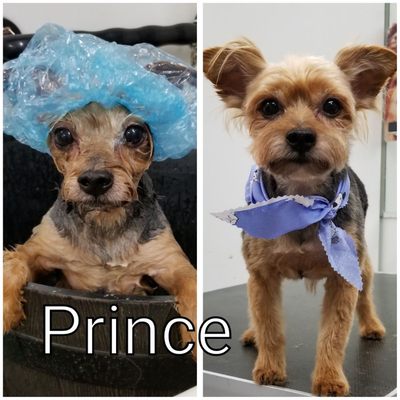 astoria grooming holistic pet spa