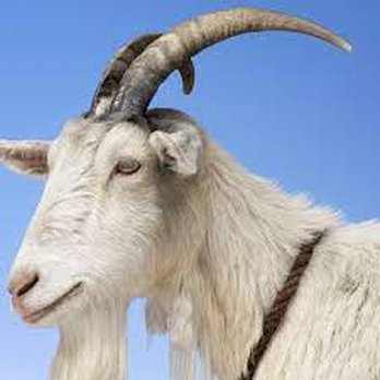 Pizza Pizza - a white goat with long horns - Pizza Near Me - Toronto, Ontario Pizza Pizza - a white goat with long horns - Pizza Near Me - Toronto, Ontario