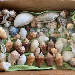 All the great finds just by walking down the beach a little ways.