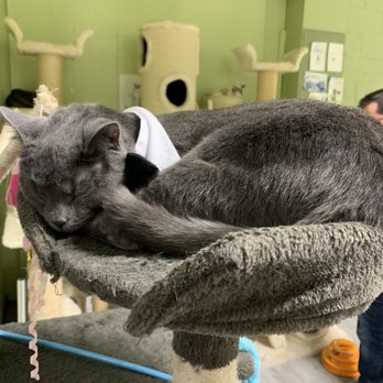 The Kitty Beautiful - The resident cat, bongo - Cafes Near Me - Orlando, Florida The Kitty Beautiful - The resident cat, bongo - Cafes Near Me - Orlando, Florida