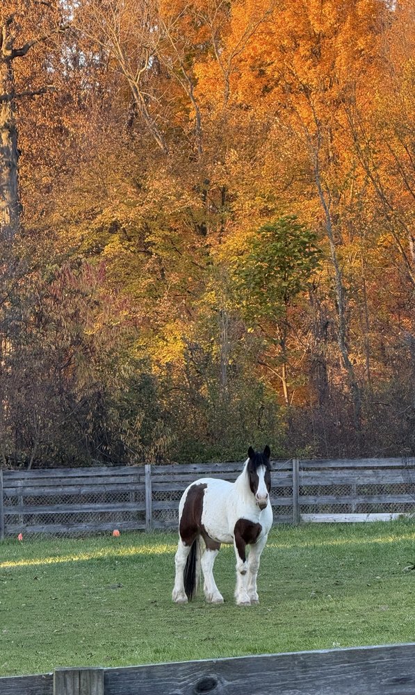 A Step Above Stables - equestrian in Blairsville, GA