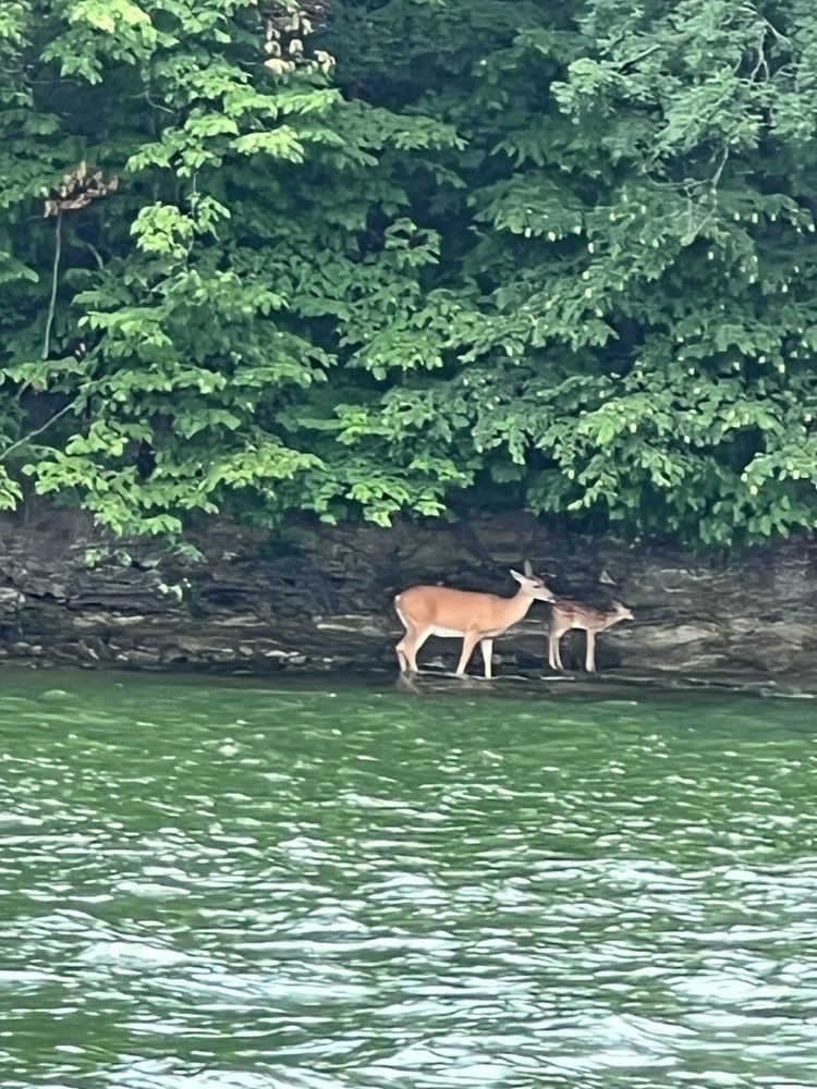 DIRTY DUCK BOAT RENTAL Updated August 2024 28 Photos & 18 Reviews 4905 Robins Cir, Osage