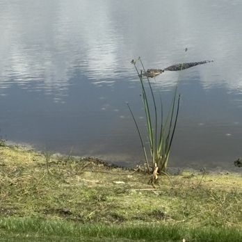Panther Lake Golf Course - Definitely alligators are all-around. - Hotels Near Me - Winter Garden, Florida Panther Lake Golf Course - Definitely alligators are all-around. - Hotels Near Me - Winter Garden, Florida