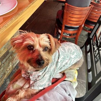 Blaze - Ziggy - Burgers Near Me - Bar Harbor, Maine
