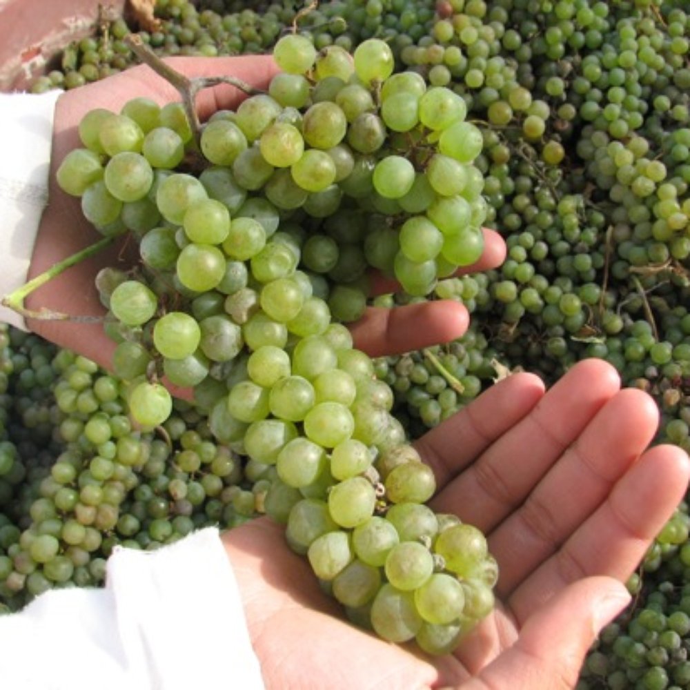 Mountain View - Wineries Near Me - Olathe, Colorado Mountain View - Wineries Near Me - Olathe, Colorado