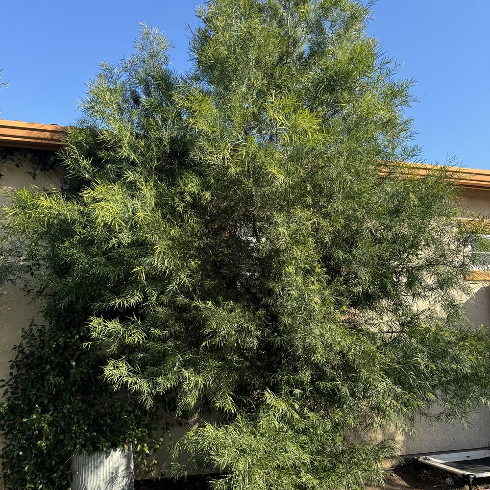 Roberto’s Tree Service - Tree Services Near Me Roberto’s Tree Service - Tree Services Near Me