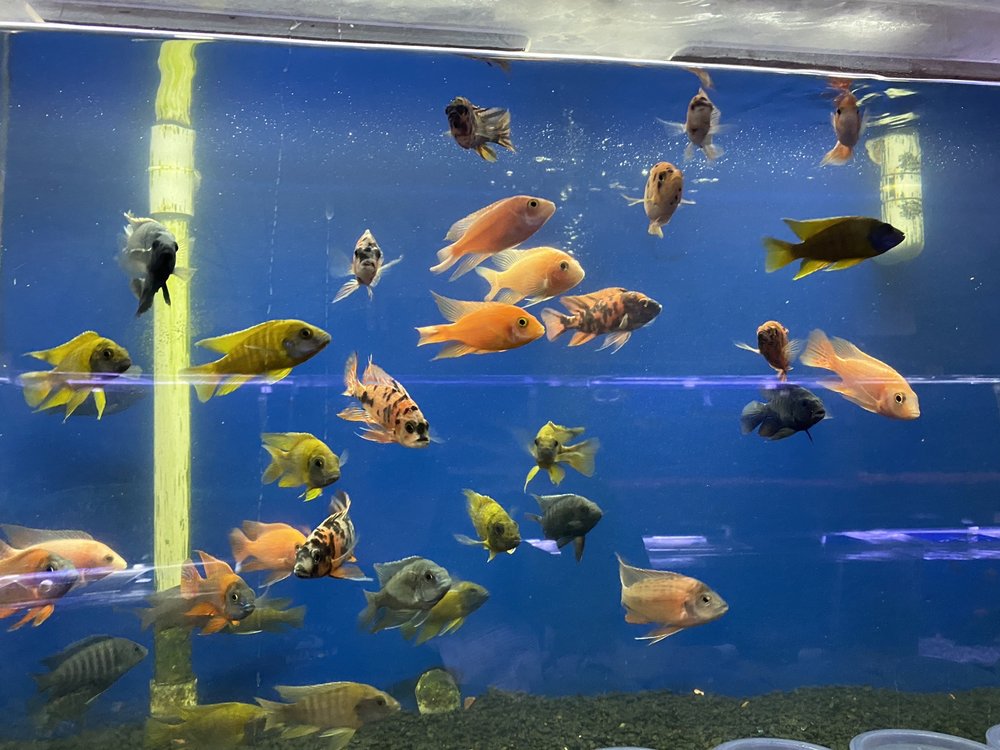 discus fish price in kolathur