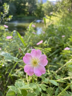 Enchantment Park by null