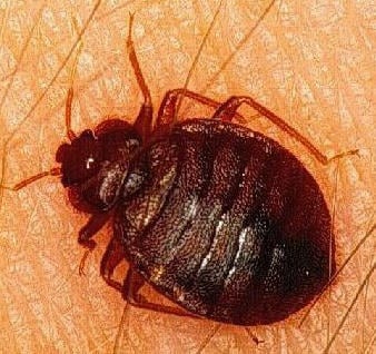 Abalene Termite & Pest Control