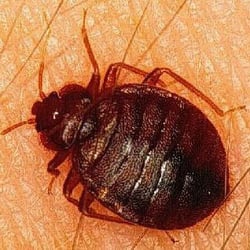 Abalene Termite & Pest Control