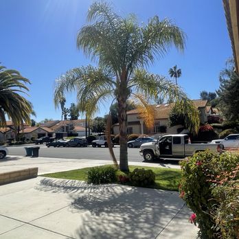 One Way Tree Care - Before the palm tree was trimmed - Tree Services Near Me One Way Tree Care - Before the palm tree was trimmed - Tree Services Near Me
