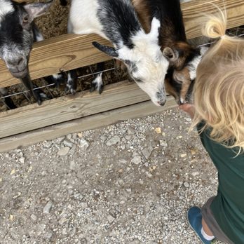 Sunrise Beach Safari - Goats and alpaca - Petting Zoos Near Me - Sunrise Beach, Missouri Sunrise Beach Safari - Goats and alpaca - Petting Zoos Near Me - Sunrise Beach, Missouri