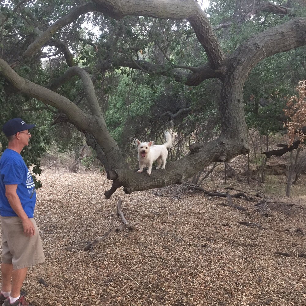 Cheeseboro and Palo Comado Canyon - We always make Ace In Yo Face Woo Woo pose for pics. He likes showing off anyway. - Hiking Near Me - Agoura, California Cheeseboro and Palo Comado Canyon - We always make Ace In Yo Face Woo Woo pose for pics. He likes showing off anyway. - Hiking Near Me - Agoura, California