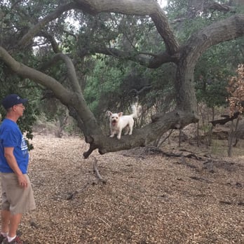 Cheeseboro and Palo Comado Canyon - We always make Ace In Yo Face Woo Woo pose for pics.  He likes showing off anyway. - Hiking Near Me - Agoura, California