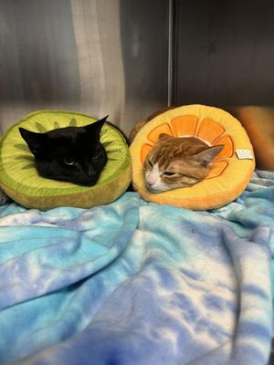 Huntington Animal Hospital