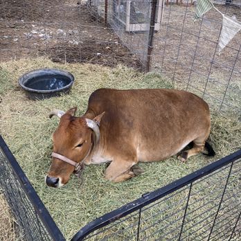 Lavender Festival - Petting Zoo - Festivals Near Me - Cherry Valley, California Lavender Festival - Petting Zoo - Festivals Near Me - Cherry Valley, California