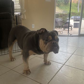 Bobby’s Pet Grooming - Clean and happy Boss! - Pet Groomers Near Me - Poway, California