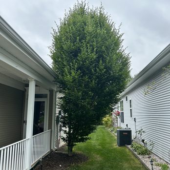 Fresh Cut Lawns - Before tree cut down - Landscaping Near Me Fresh Cut Lawns - Before tree cut down - Landscaping Near Me