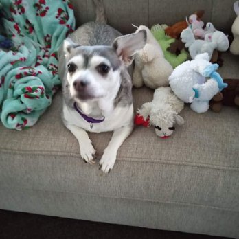 Lakewood Veterinary Service - This is my girl Purla and her frens. Little lwamy is her bestie. - Veterinarians Near Me - Rushford, New York Lakewood Veterinary Service - This is my girl Purla and her frens. Little lwamy is her bestie. - Veterinarians Near Me - Rushford, New York
