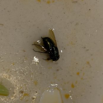 Noodle Dynasty - Found a fly in my beef noodle soup. This is unacceptable. - Noodles Near Me - Beaverton, Oregon Noodle Dynasty - Found a fly in my beef noodle soup. This is unacceptable. - Noodles Near Me - Beaverton, Oregon