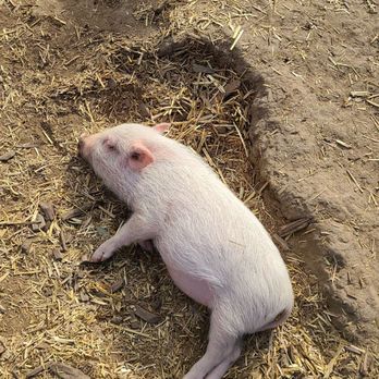SoCalMiniPigs - Pet Breeders Near Me - Valley Center, California