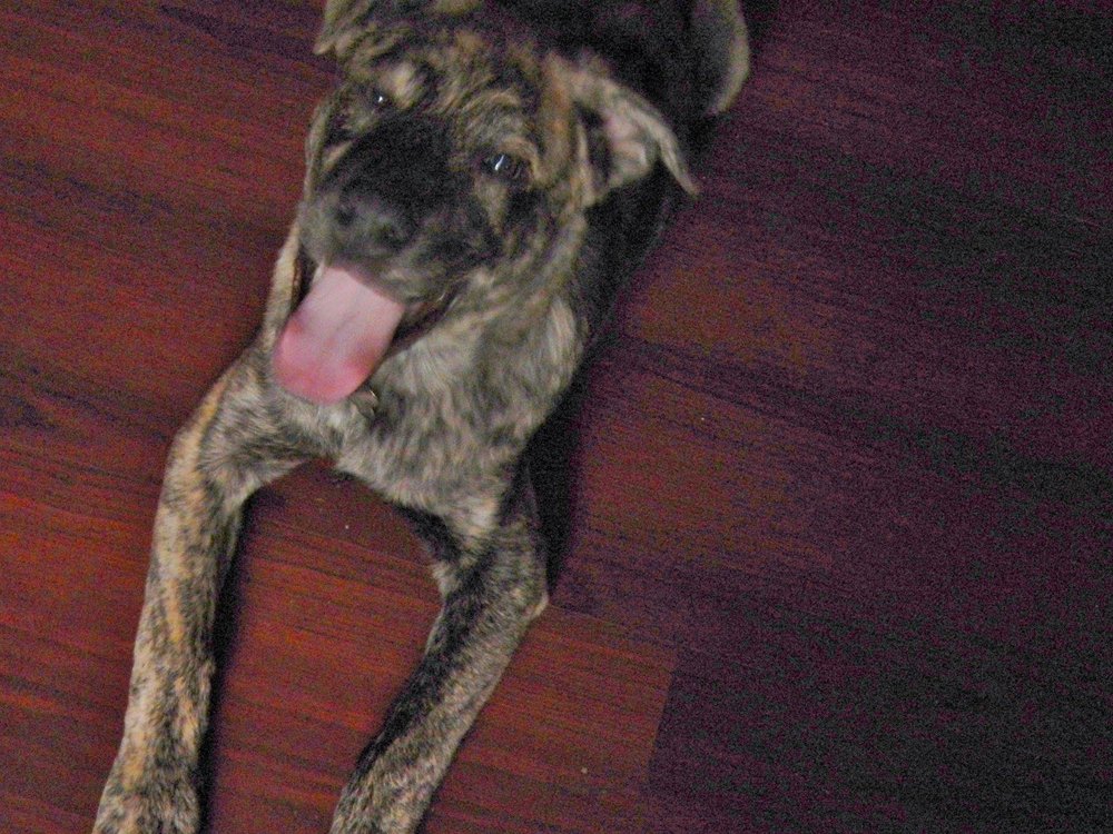 POWDERHOUSE PET RESORT Updated June 2024 21 Photos & 14 Reviews 1258 Powderhouse Rd SE