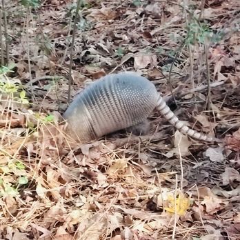 Martin Creek Lake State Park - Armadillo on the Island Trail - Parks Near Me - Tatum, Texas Martin Creek Lake State Park - Armadillo on the Island Trail - Parks Near Me - Tatum, Texas