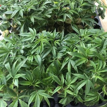 West Coast Clones - Nurseries & Gardening Near Me West Coast Clones - Nurseries & Gardening Near Me
