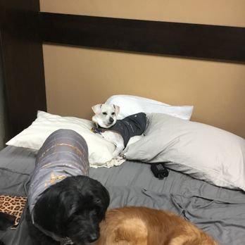 Always Unleashed Pet Resort - Pet Training Near Me - Scottsdale, Arizona