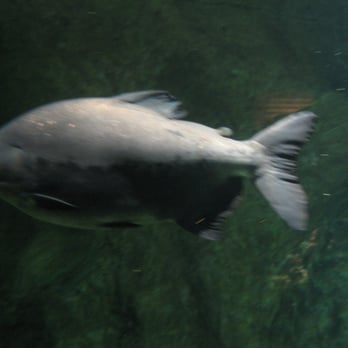 Sealife - Aquariums Near Me - London, XGL