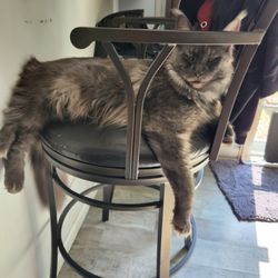Pet Resource Network - His name is Sabestien. If you see him please contact Teresa Bagley 269-760-3438 He is skittish. Grey blue color microchiped. Plainwell area