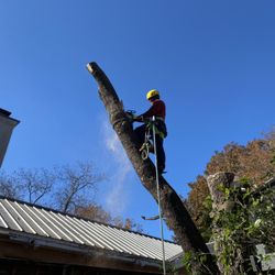 Liberty Tree Service - Liberty Tree Service- Tree Removal Services in Austin, TX- Certified Arborist on Staff!