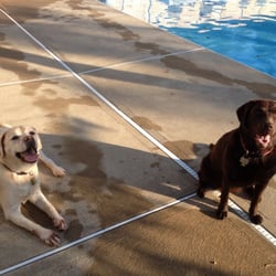 CAP Dog Walking & Pet Sitting - Nala and Kona