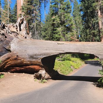 Tunnel Log - Hiking Near Me Tunnel Log - Hiking Near Me