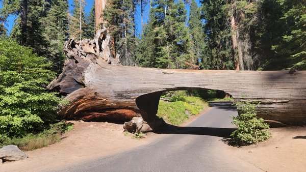 Sequoia National Park's Tunnel Log by null