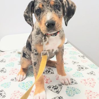 Prickly Pear Pet Vaccines - Veterinarians Near Me - Austin, Texas Prickly Pear Pet Vaccines - Veterinarians Near Me - Austin, Texas
