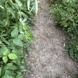 Walking trail after waterfall bridge is 6 inches across bordered with poison ivy.